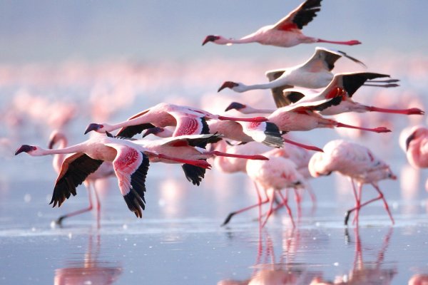 Bird-Watching-lake-manyara