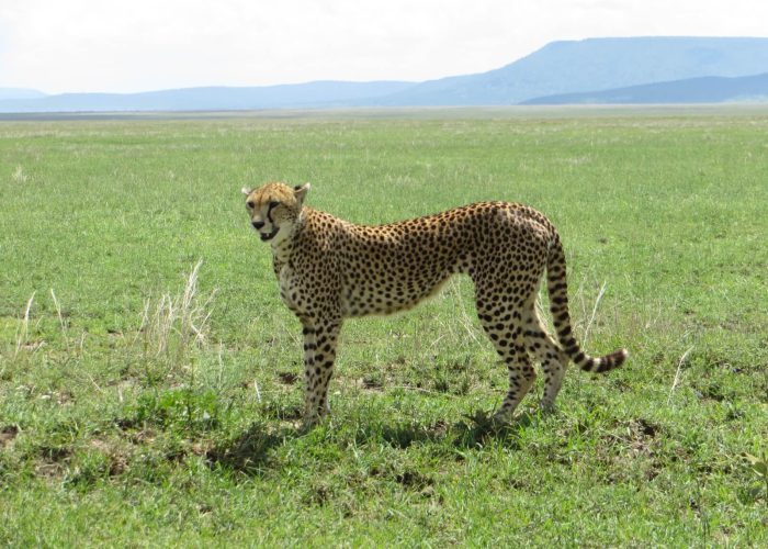 Ngorongoro master5