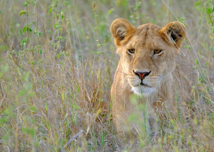 Ngorongoro master6