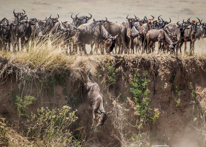 Serengeti Wildebeest Migration2