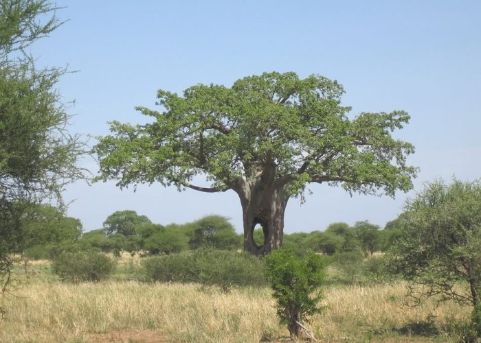 Tarangire park master2