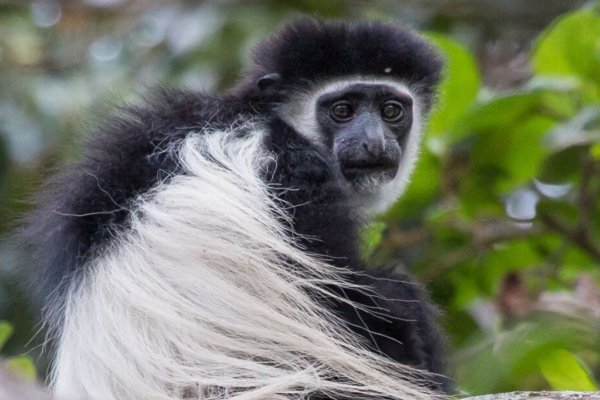 arusha safari