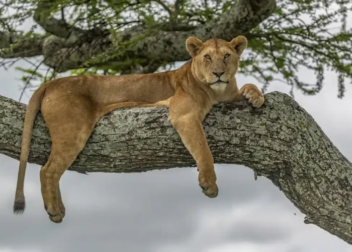 lake manyara master1