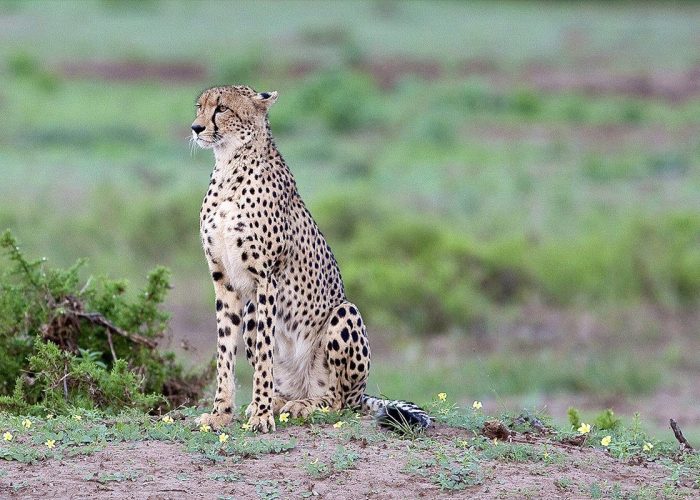 master ngorongoro 1