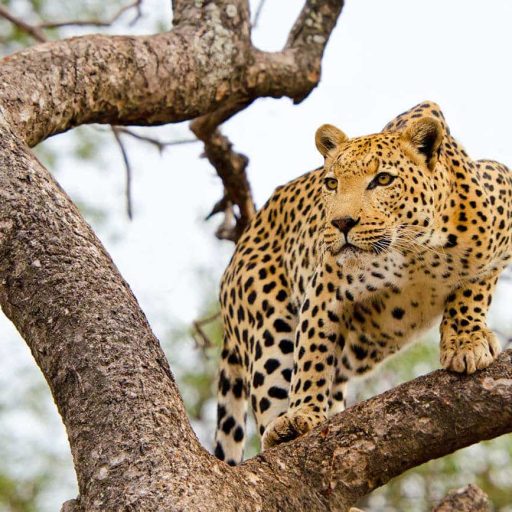 Leopard in a tree - South Africa